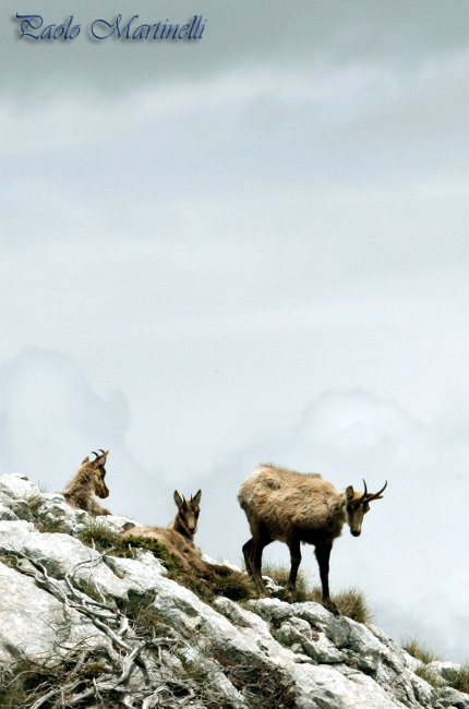 Camoscio d''Abruzzo Rupicapra pyrenaica ornata